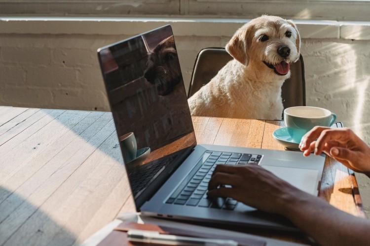 Reklama i marketing sklepu zoologicznego - czyli jak reklamować swój sklep internetowy?