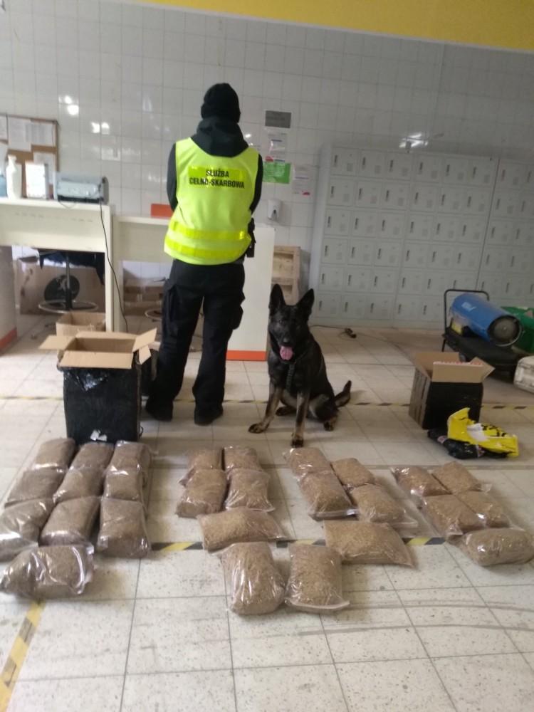 Nielegalny tytoń i narkotyki w paczkach kurierskich na Dolnym Śląsku. Wywąchał je pies