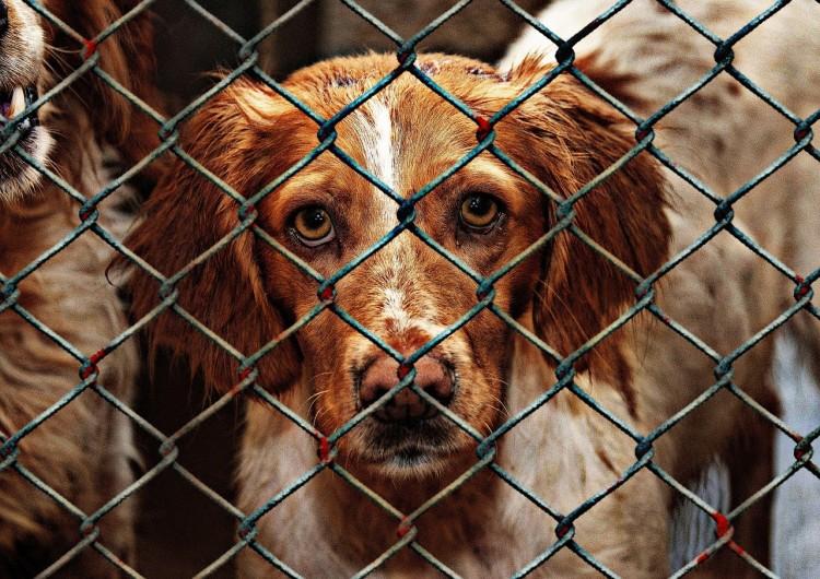 Zieloni chcą zmian w schronisku. „Żądamy lepszej weryfikacji osób starających się o adopcję”
