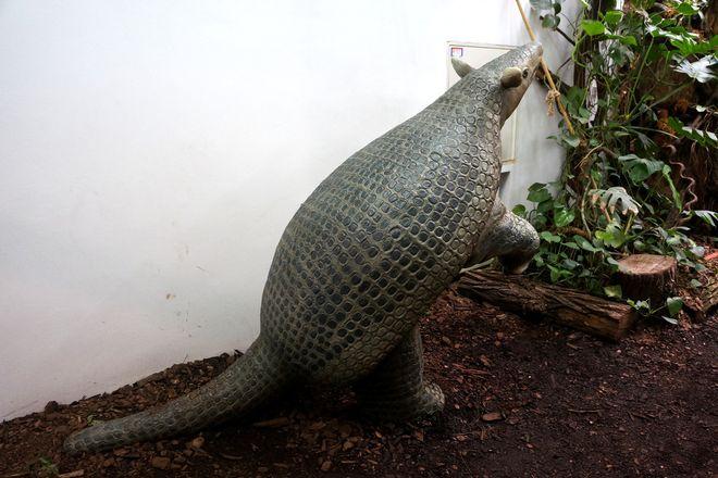 We wrocławskim ZOO można wrzucać monety do pyska pancernika
