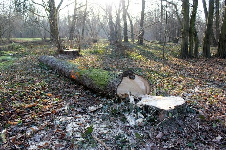 Magistrat tłumaczy się z wycinki w Parku Grabiszyńskim. Wśród winnych kornik drukarz [WIDEO]