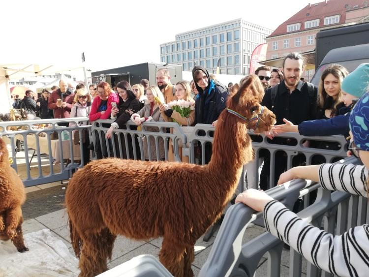Wrocławski Smaczny Weekend. Na Nowym Targu jedzenie i alpaki [ZDJĘCIA]