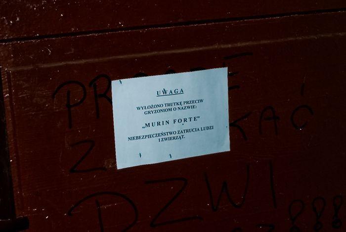 Plaga szczurów we Wrocławiu 