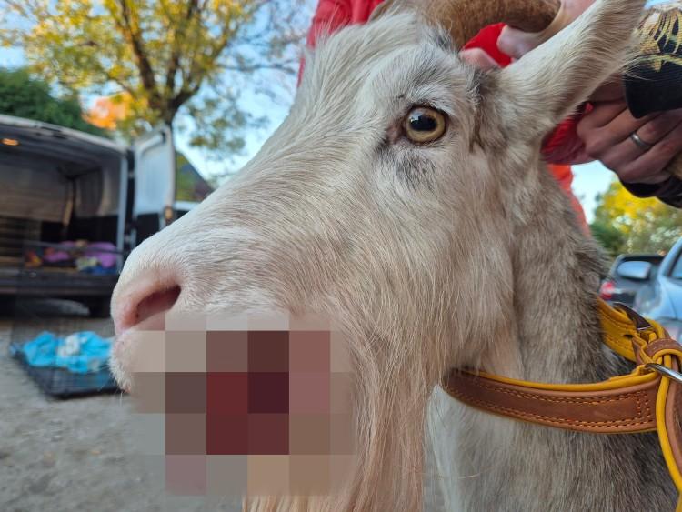 Koza z nowotworem już bezpieczna. Ekostraż odebrała ją właścicielowi