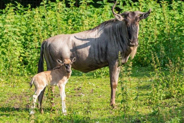 Nowe narodziny we wrocławskim zoo. Po trzyletniej przerwie [ZDJĘCIA]