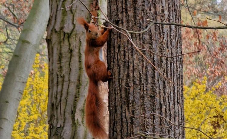 Wiosna we wrocławskich parkach i ogrodach. Robi się zielono i kolorowo