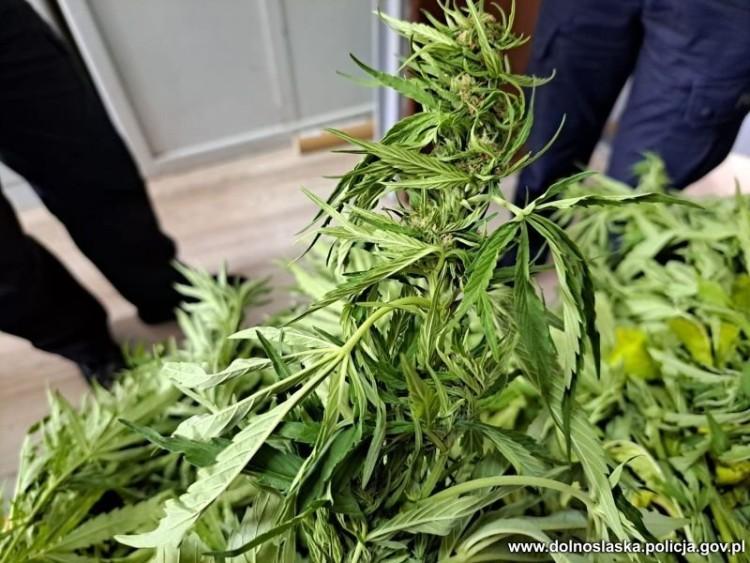 302 krzaki ukryte na bagnach. Duża plantacja marihuany zlikwidowana