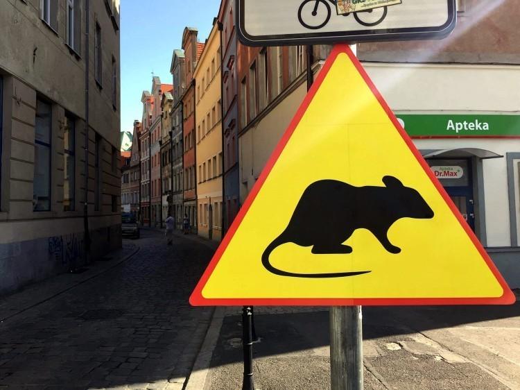 We Wrocławiu ruszyła obowiązkowa deratyzacja. Posypały się pierwsze mandaty