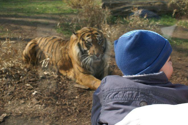 Wrocławskie zoo ma 150 lat. W lipcu będzie świętować, więc na wrocławian czeka mnóstwo atrakcji