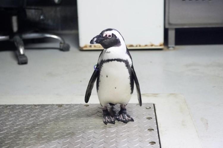 Jenot zagryzł pięć pingwinów we wrocławskim zoo
