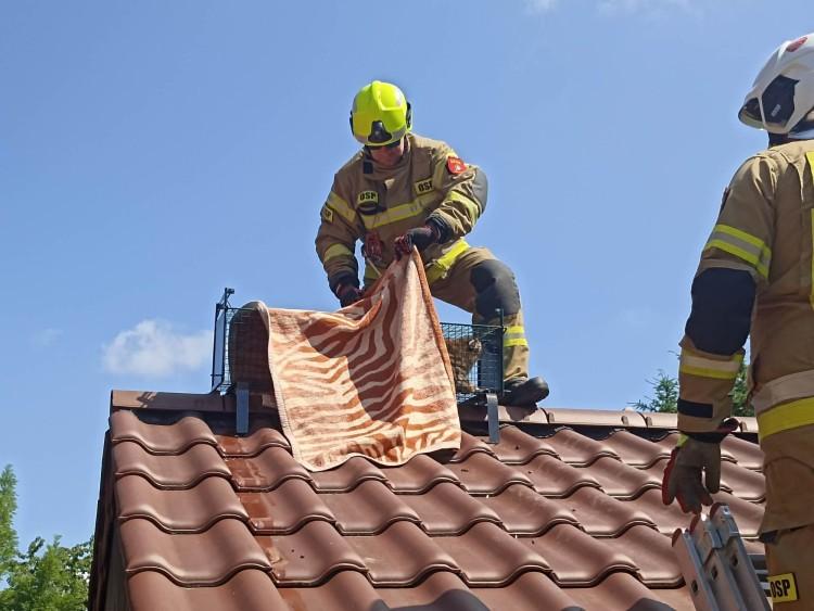 Szop ugrzązł na dachu. Z odsieczą przybyli strażacy