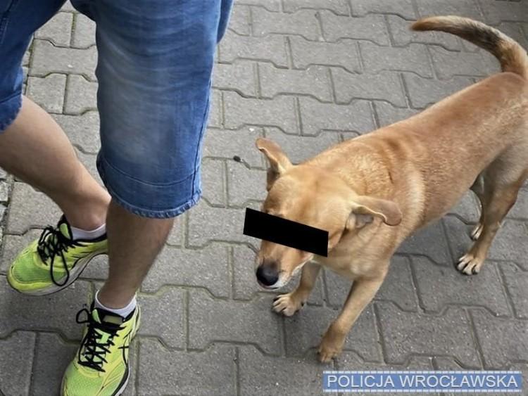 Włamywacz z Wrocławia wszędzie chodził z psem. I to go zdradziło