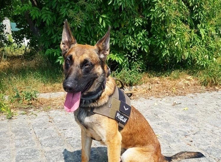 Psi bohater! Lonar pomógł odszukać starszą kobietę
