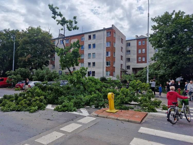 Wrocław: Drzewo runęło na ulicę. Urzędnicy się kłócą, kto jest odpowiedzialny