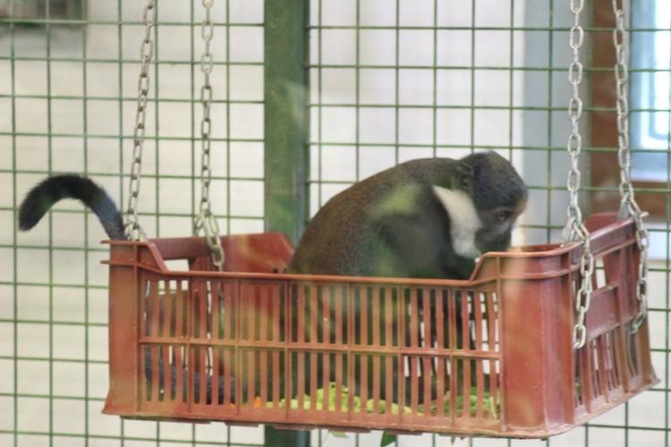 Powiększyła się małpia rodzina we wrocławskim zoo [ZDJĘCIA]