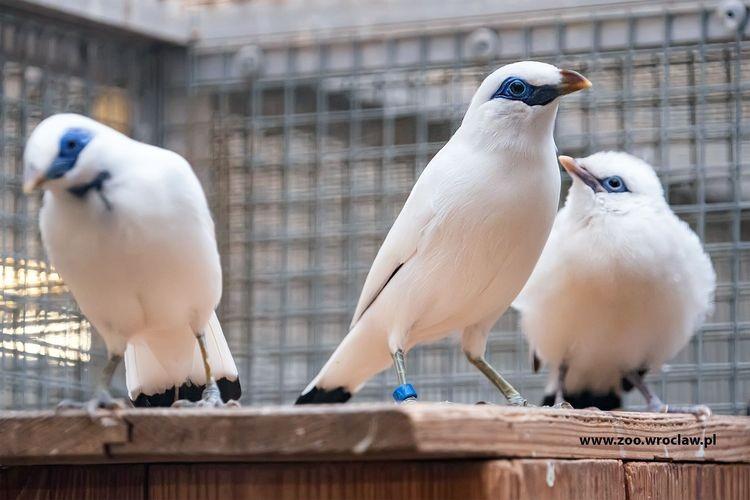 Sensacja! W zoo wykluł się jeden z najrzadszych ptaków na Ziemi [ZDJĘCIA]