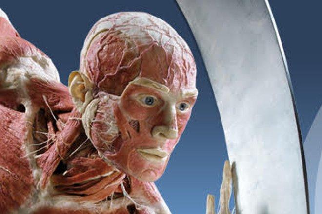 To ostatni dzień kontrowersyjnej wystawy Body Worlds & The Cycle of Life we Wrocławiu