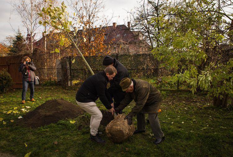 We Wrocławiu zasadzą kolejne drzewka na cześć małych mieszkańców