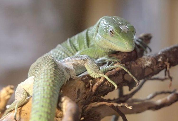 We wrocławskim zoo urodził się smok z Afryki. Jego ugryzienie bardzo boli! [ZDJĘCIA]