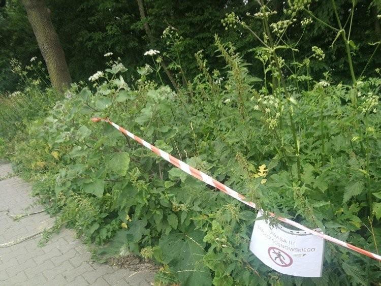 Barszcz Sosnowskiego znów w natarciu. Gdzie rośnie we Wrocławiu?
