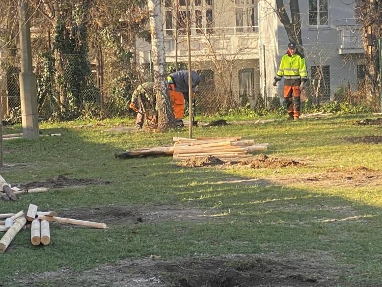Miasto kilka dni temu posadziło drzewa. Dziś je wykopuje