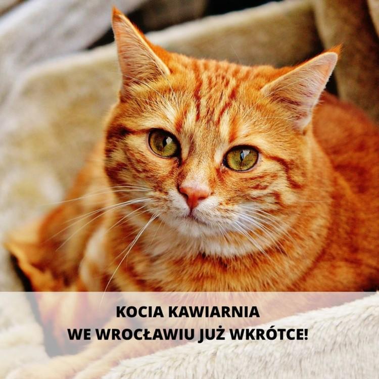 Na Nadodrzu powstanie kocia kawiarnia. Kot Cafe Wrocław otworzy się zimą