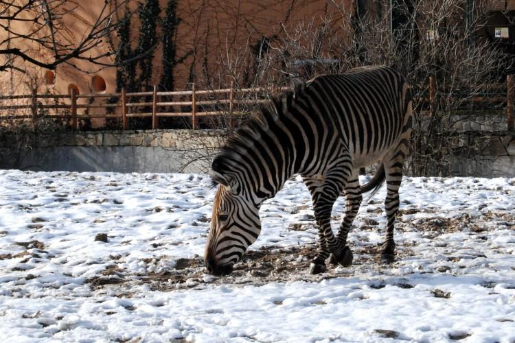 Wrocław: Bilety do ZOO i Afrykarium drożeją