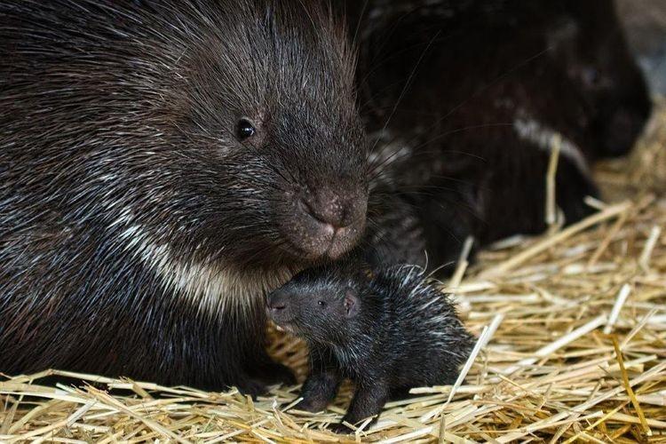 Nowi mieszkańcy wrocławskiego zoo. To delikatni twardziele [ZDJĘCIA]