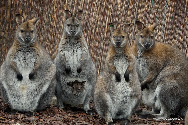 We wrocławskim zoo pięć maluchów już wystaje z kangurzych toreb [ZDJĘCIA]