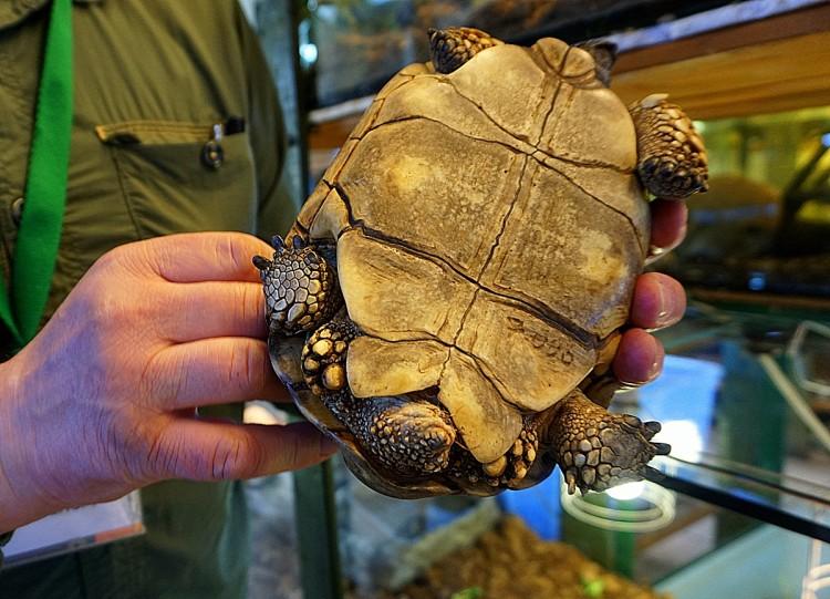 Wrocławskie zoo ma nowych mieszkańców. To unikalne zwierzęta w skali całej Europy [ZDJĘCIA]