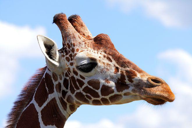 Przyjdź na Dzień Żyrafy do wrocławskiego ZOO. Opowie o niej sam prezes ogrodu