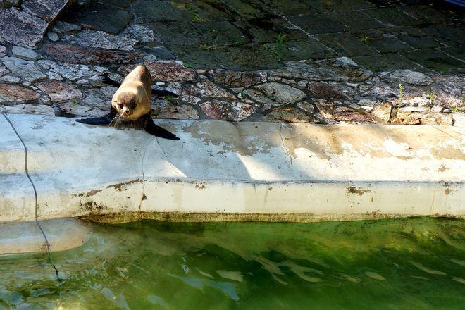 Nowe kotiki pojawiły się we wrocławskim ZOO [ZDJĘCIA]