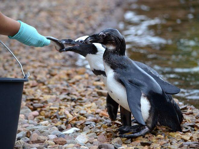 Nietypowa lekcja biologii we wrocławskim zoo