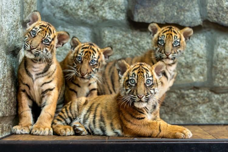 Ale słodziaki! We wrocławskim zoo urodziły się cztery tygrysy sumatrzańskie!