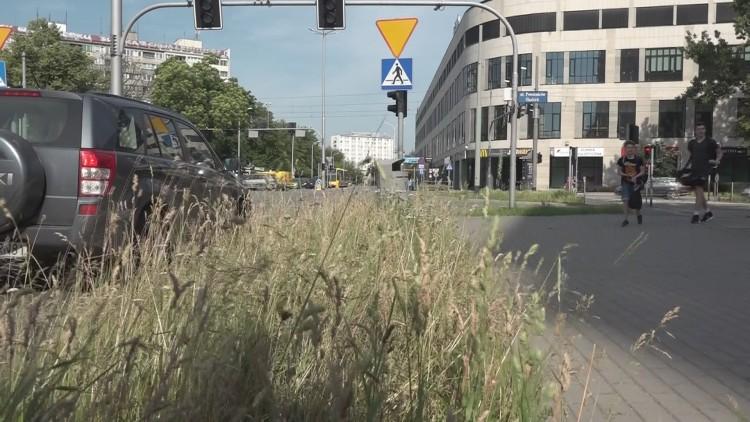 Wrocław nie kosi trawników. Jakie są zalety i zagrożenia? [WIDEO]
