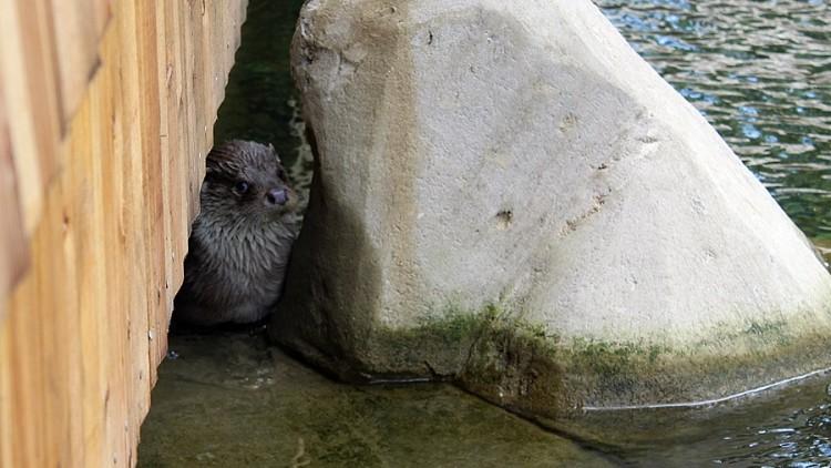 Nowy wybieg we wrocławskim zoo. Zobacz, jak mieszkają wydry [ZDJĘCIA, WIDEO]