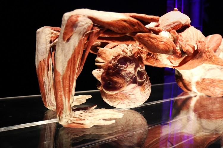 Anatomiczna Wystawa BODY WORLDS – VITAL we Wrocławiu już otwarta!