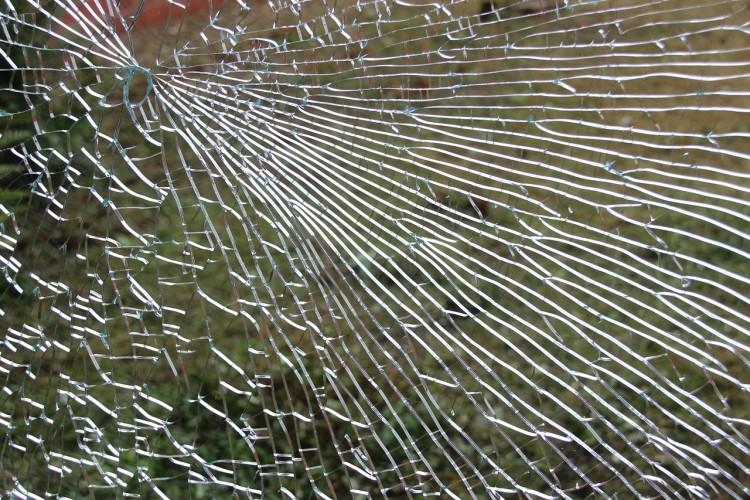 Pies Honig w akcji! Doprowadził policjantów pod dom złodzieja