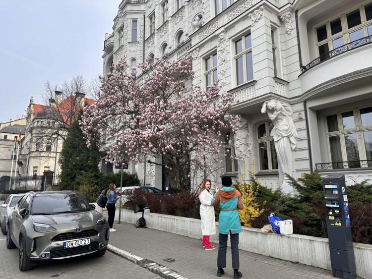 To najbardziej instagramowa kamienica we Wrocławiu. Efekt robi piękna magnolia!