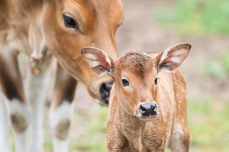 W ZOO Wrocław urodziły się jedne z najrzadszych krów świata [ZDJĘCIA]