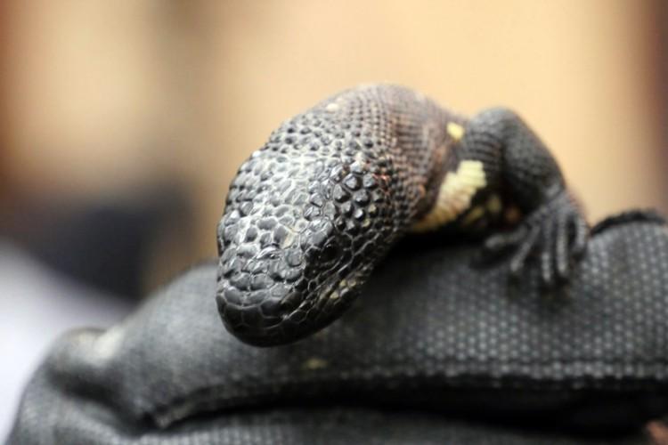 W zoo wykluły się helodermy. Uwaga: Te maluchy są jadowite [WIDEO, ZDJĘCIA]