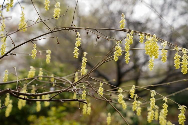Arboretum Wojsławice. Ogród Uniwersytetu Wrocławskiego znów otwarty [ZDJĘCIA]