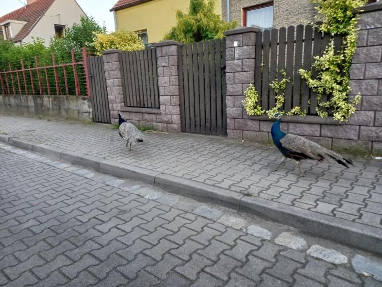 Wrocław: Pawie grasują po osiedlu. Uciekły właścicielce [ZDJĘCIA]