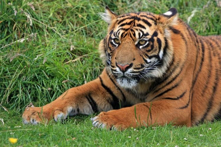 Tygrys zagryzł opiekuna we wrocławskim zoo. Jest wyrok w sprawie!