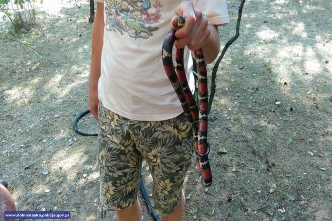 Na Muchoborze Wielkim pojawił się egzotyczny wąż. Postawił służby na nogi [FOTO]