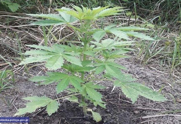 Policjanci zlikwidowali plantacje marihuany, zabezpieczając kilkaset roślin