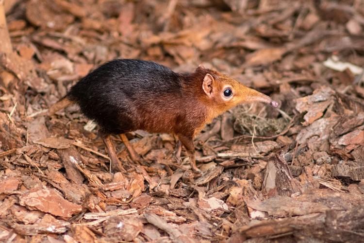 Nowy mieszkaniec Afrykarium. To sorkonos czarno-rdzawy