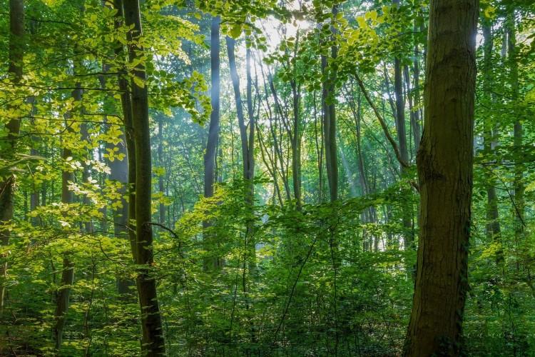 Gdzie są grzyby najbliżej Wrocławia? Grzybiarze polecają te miejsca [LISTA]