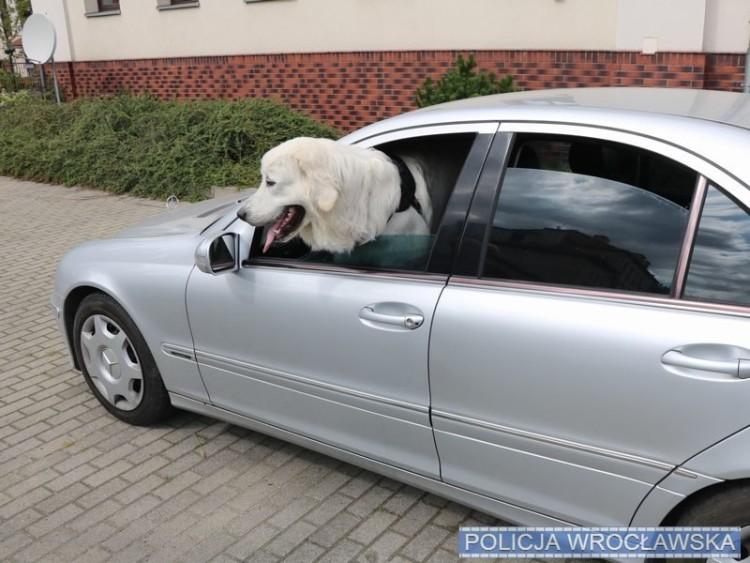 Zuchwali złodzieje pod Wrocławiem ukradli auto i... porwali siedzącego w środku psa