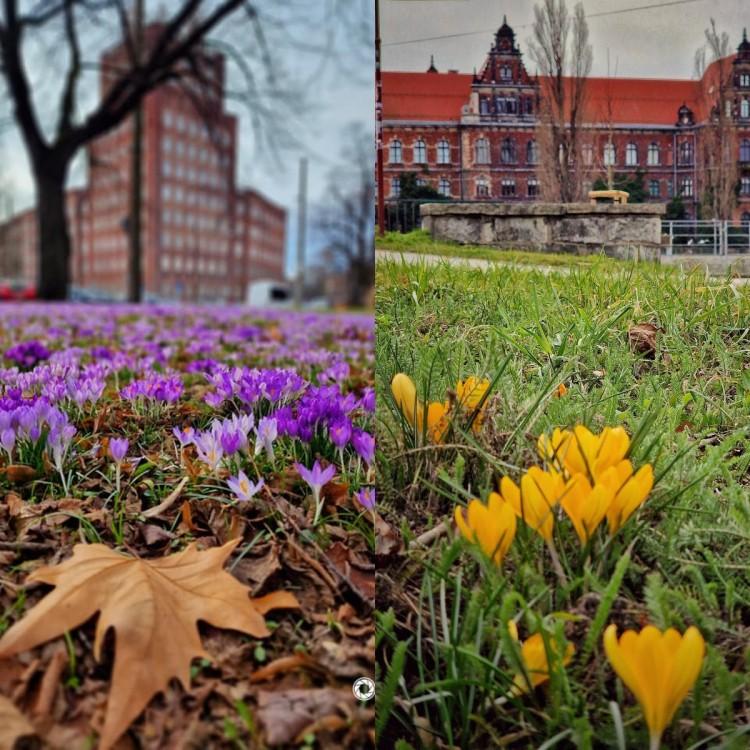 Zwiastuny wiosny we Wrocławiu. Polany w parkach pełne kwiatów